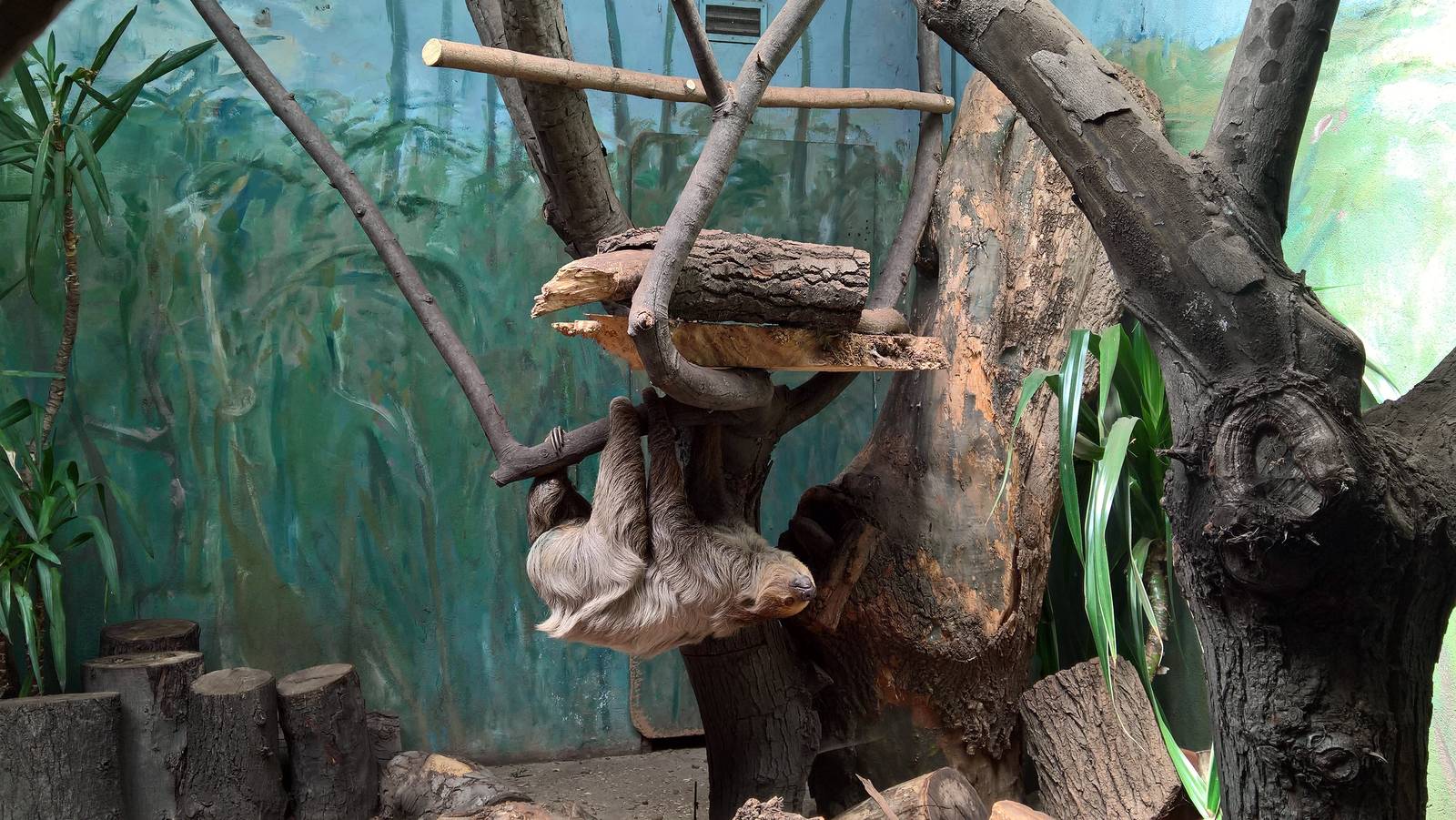 Linnaeus' two-toed sloth