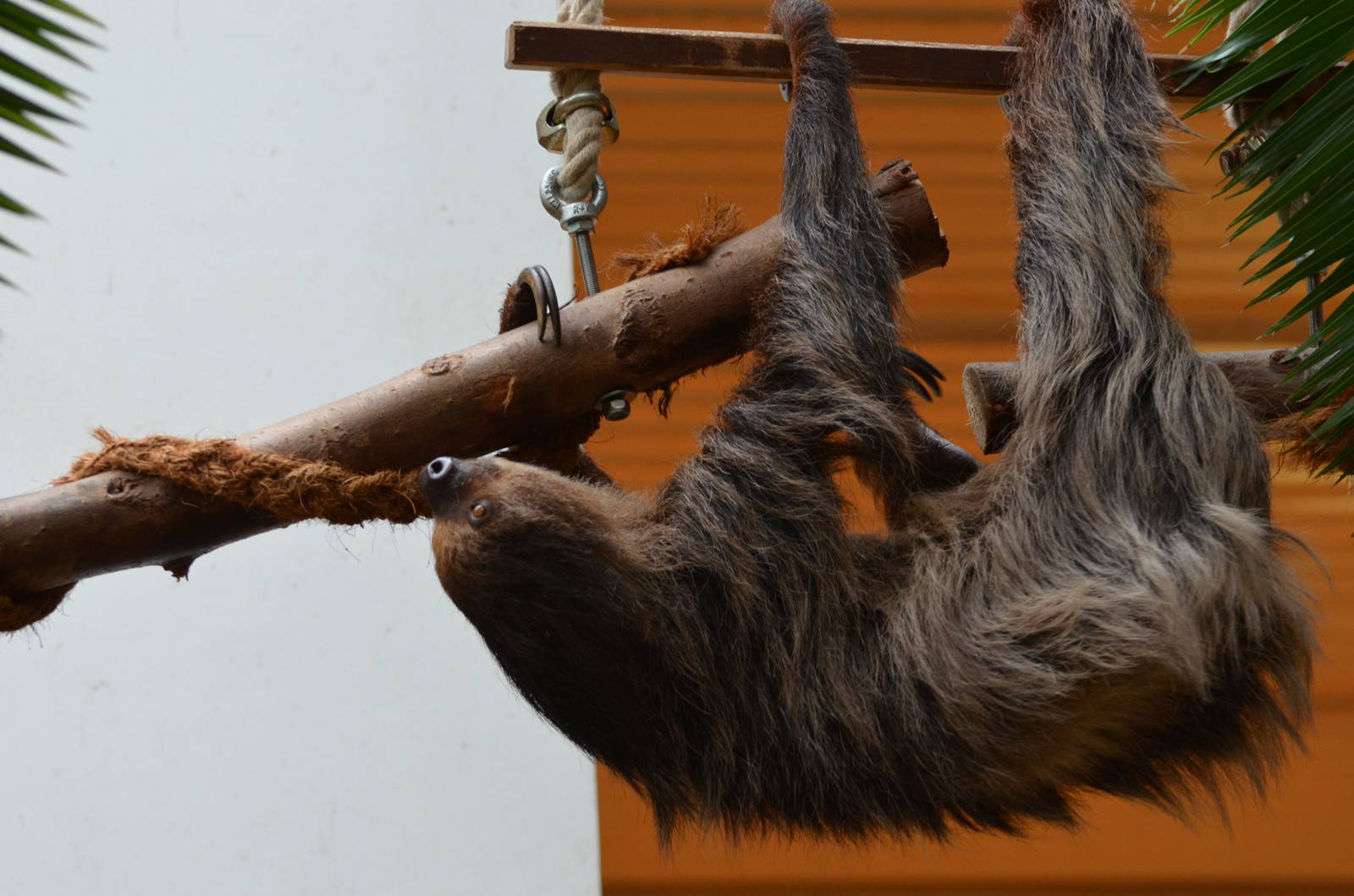 Linnaeus' two-toed sloth