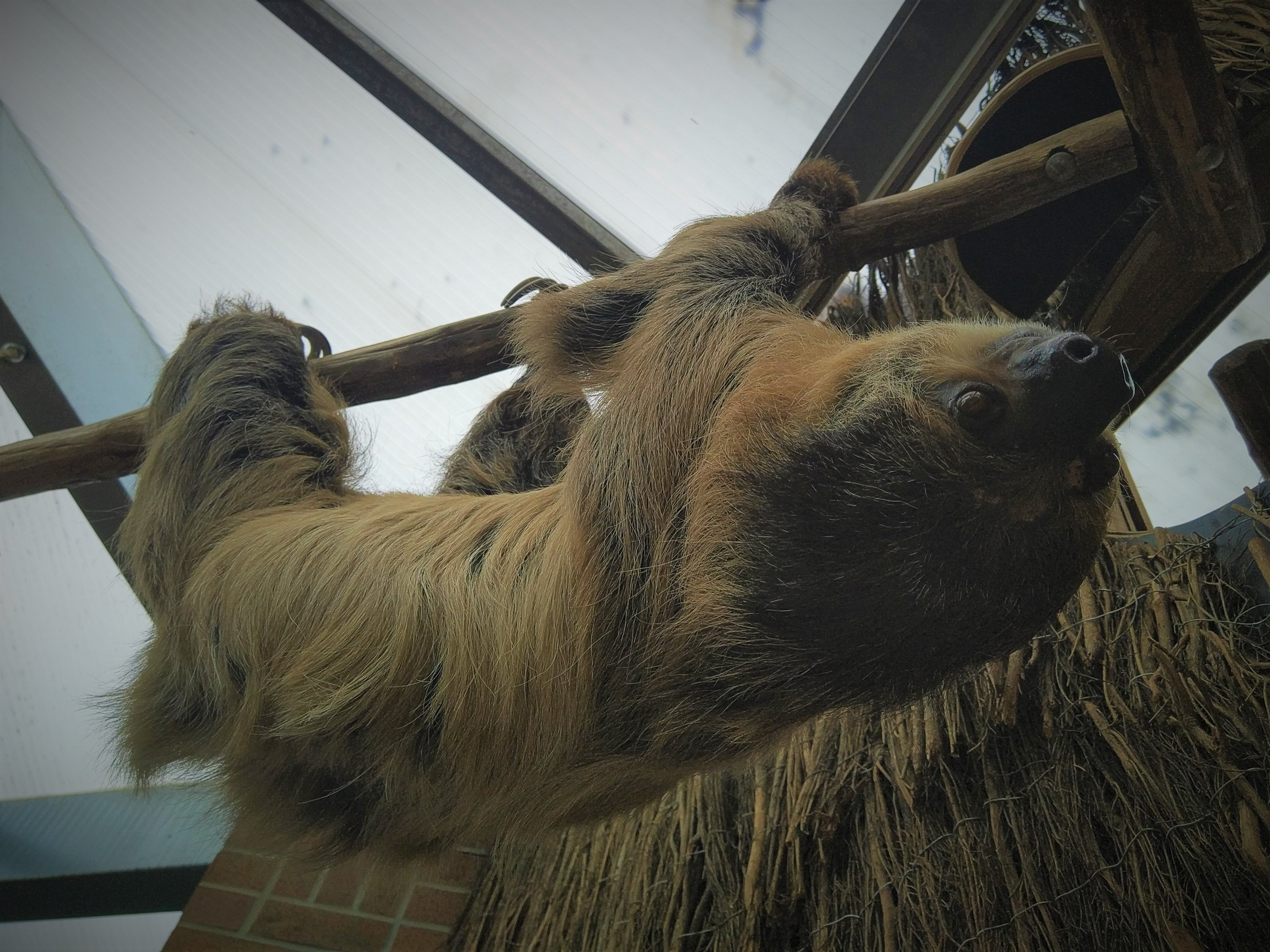 Linnaeus' Two-toed Sloth