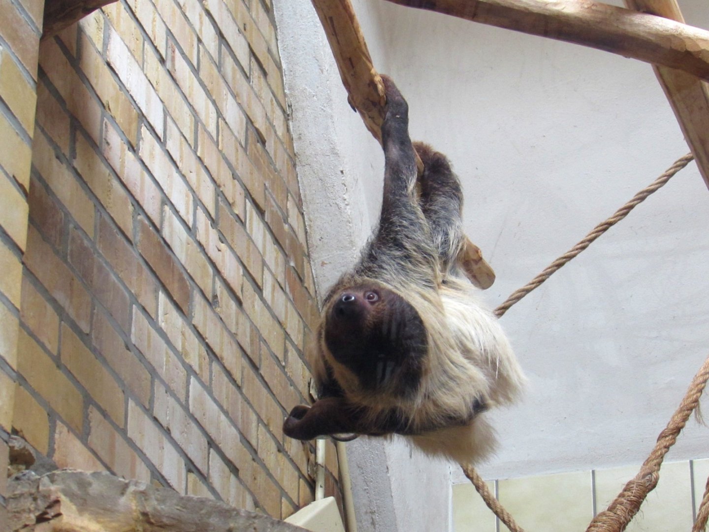 Linnaeus two-toed Sloth