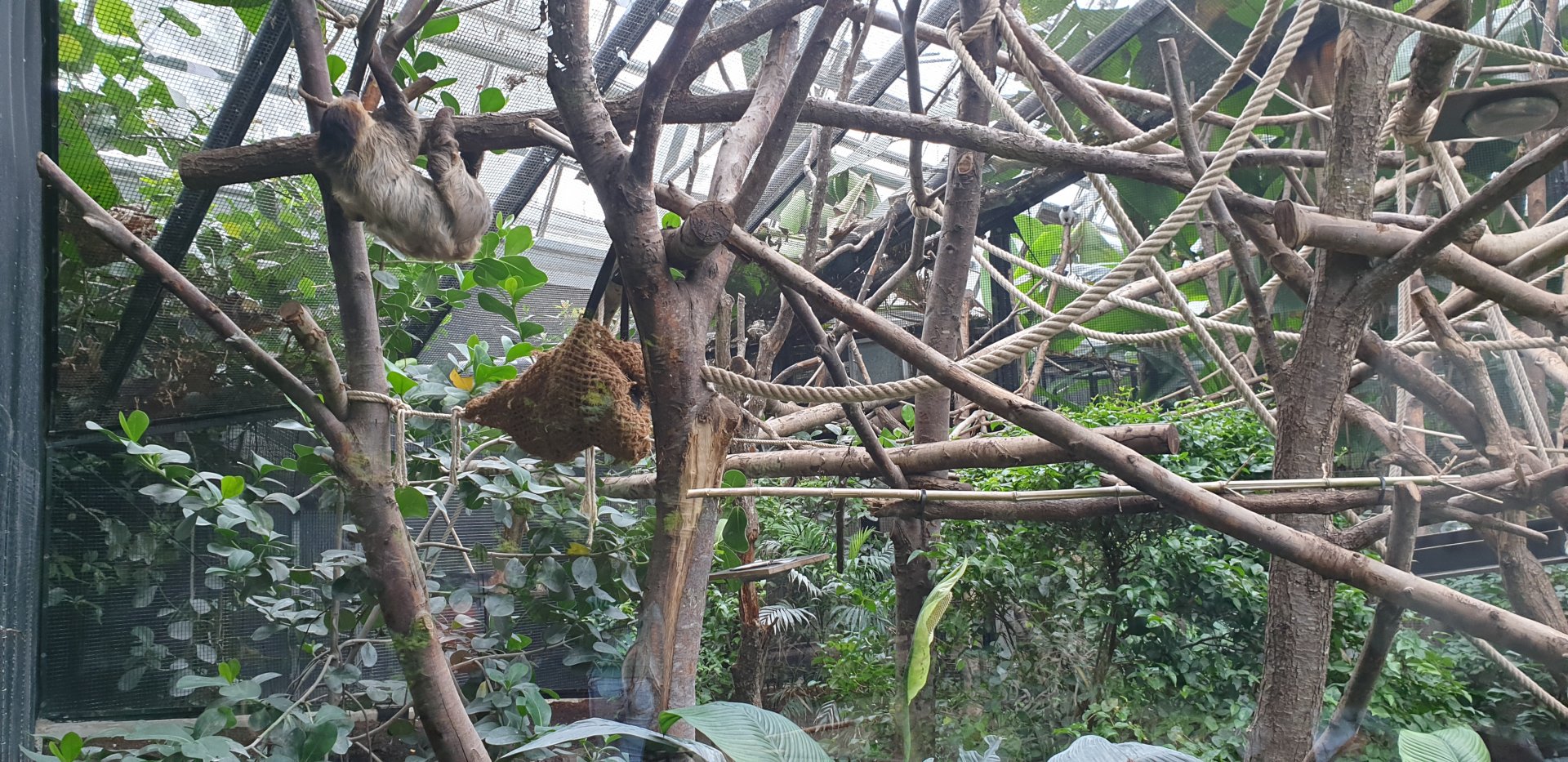 Linnaeus' two-toed sloth