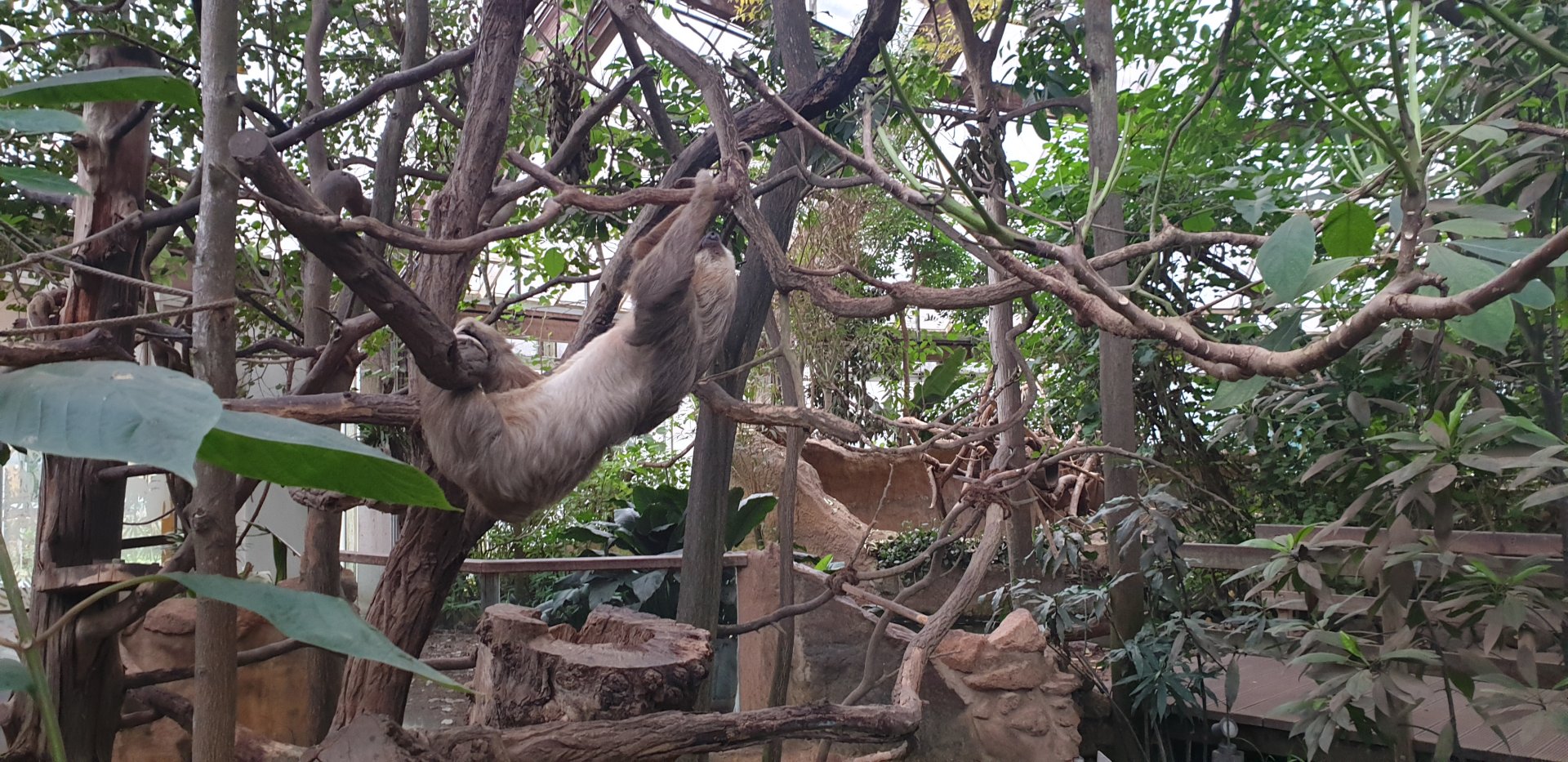 Linnaeus two-toed sloth