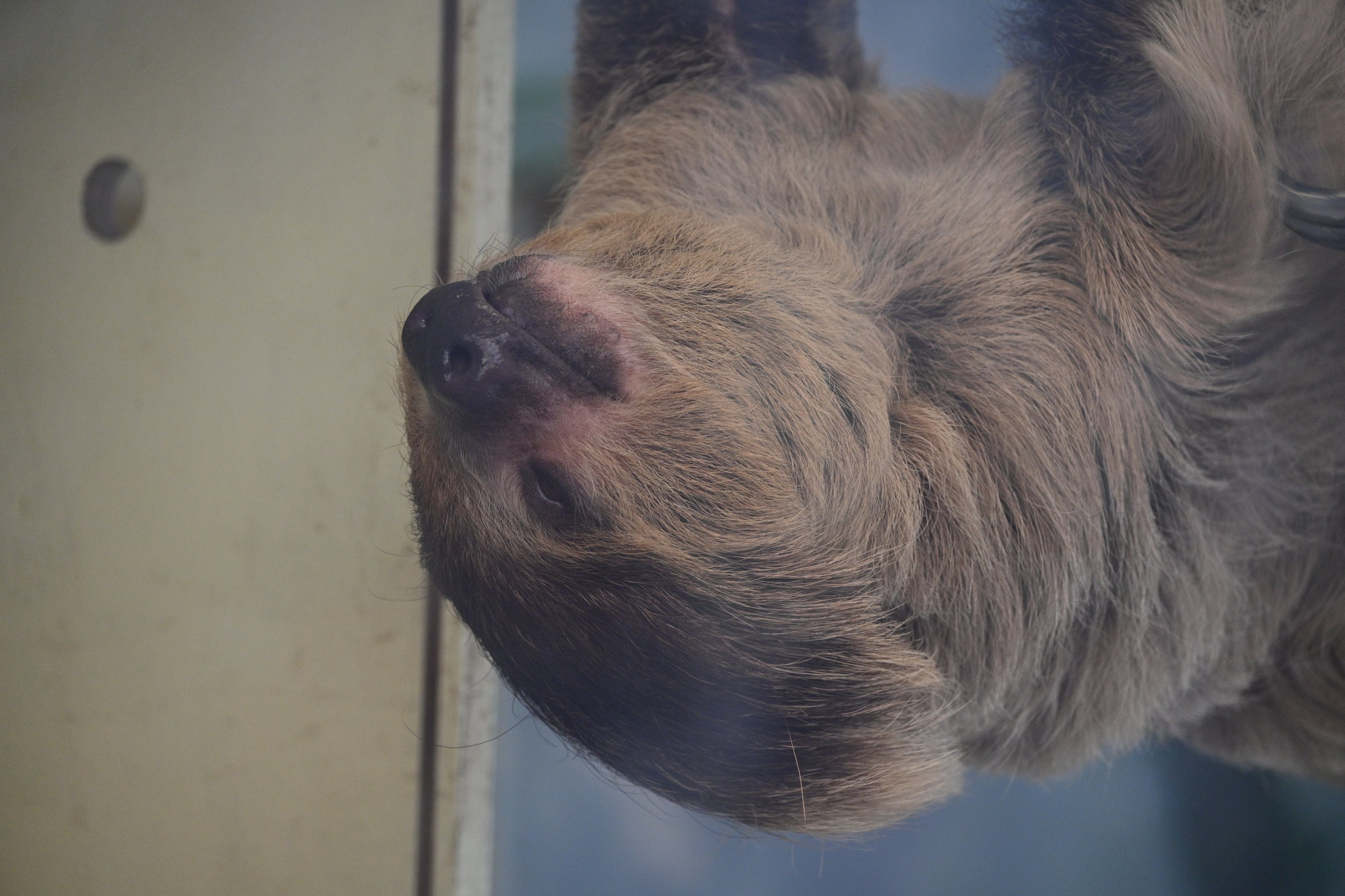 Linnaeus’ Two Toed Sloth