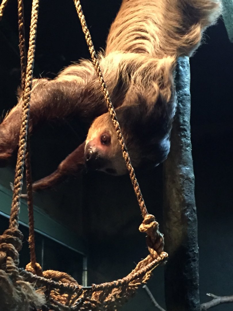 Linnaeus Two Toed Sloth