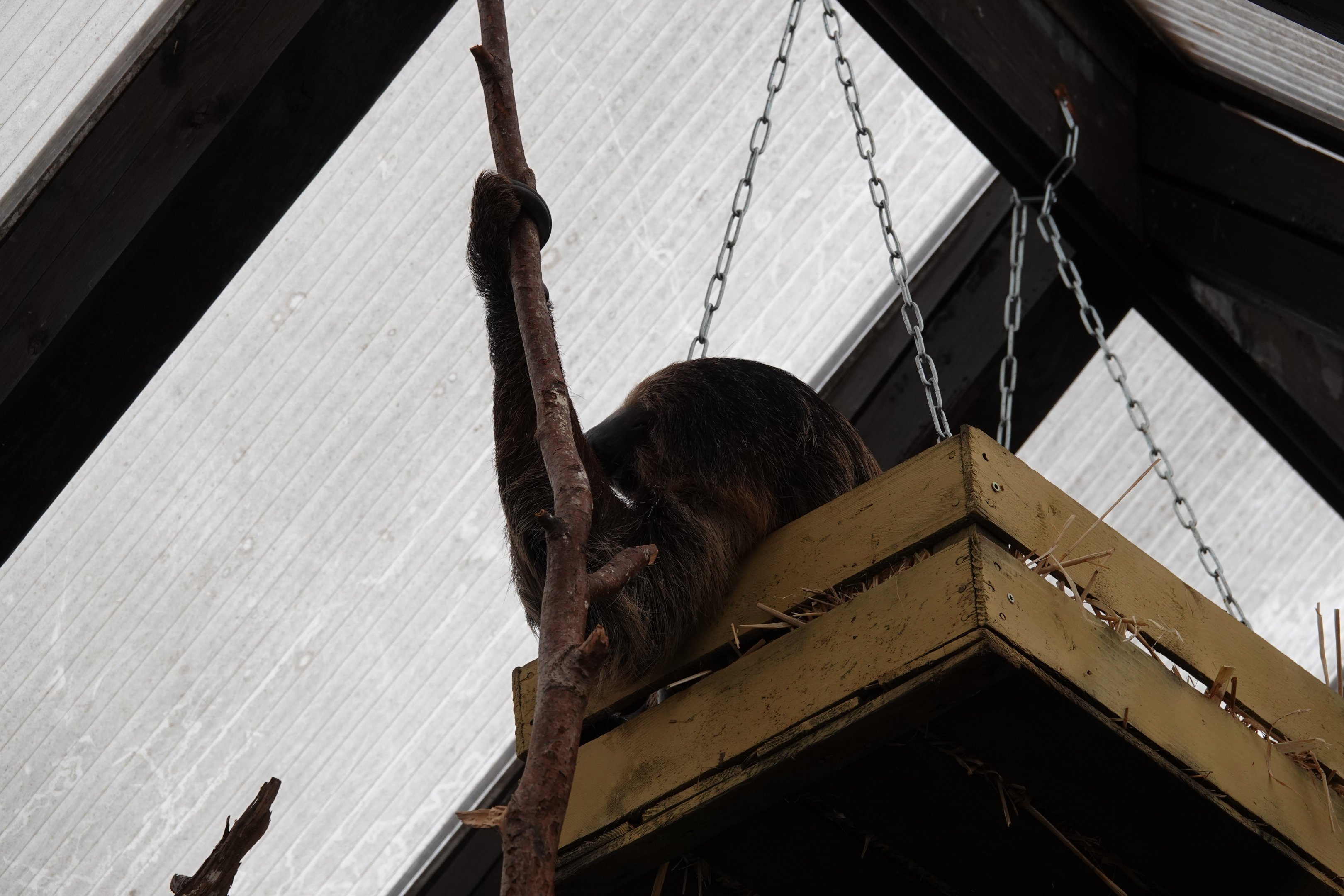 Linnaeus' two-toed sloth