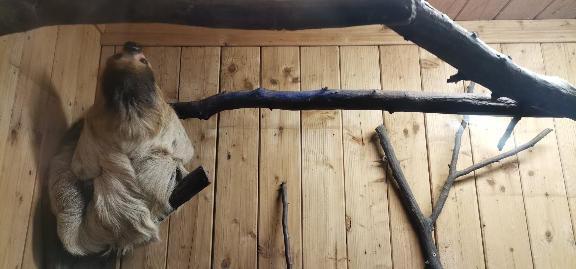 Linnaeus' two-toed sloth