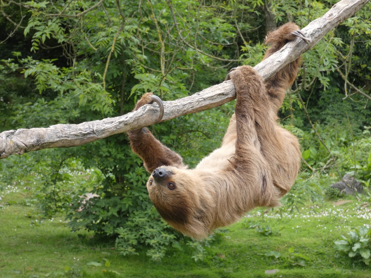 Linnaeus' two-toed sloth