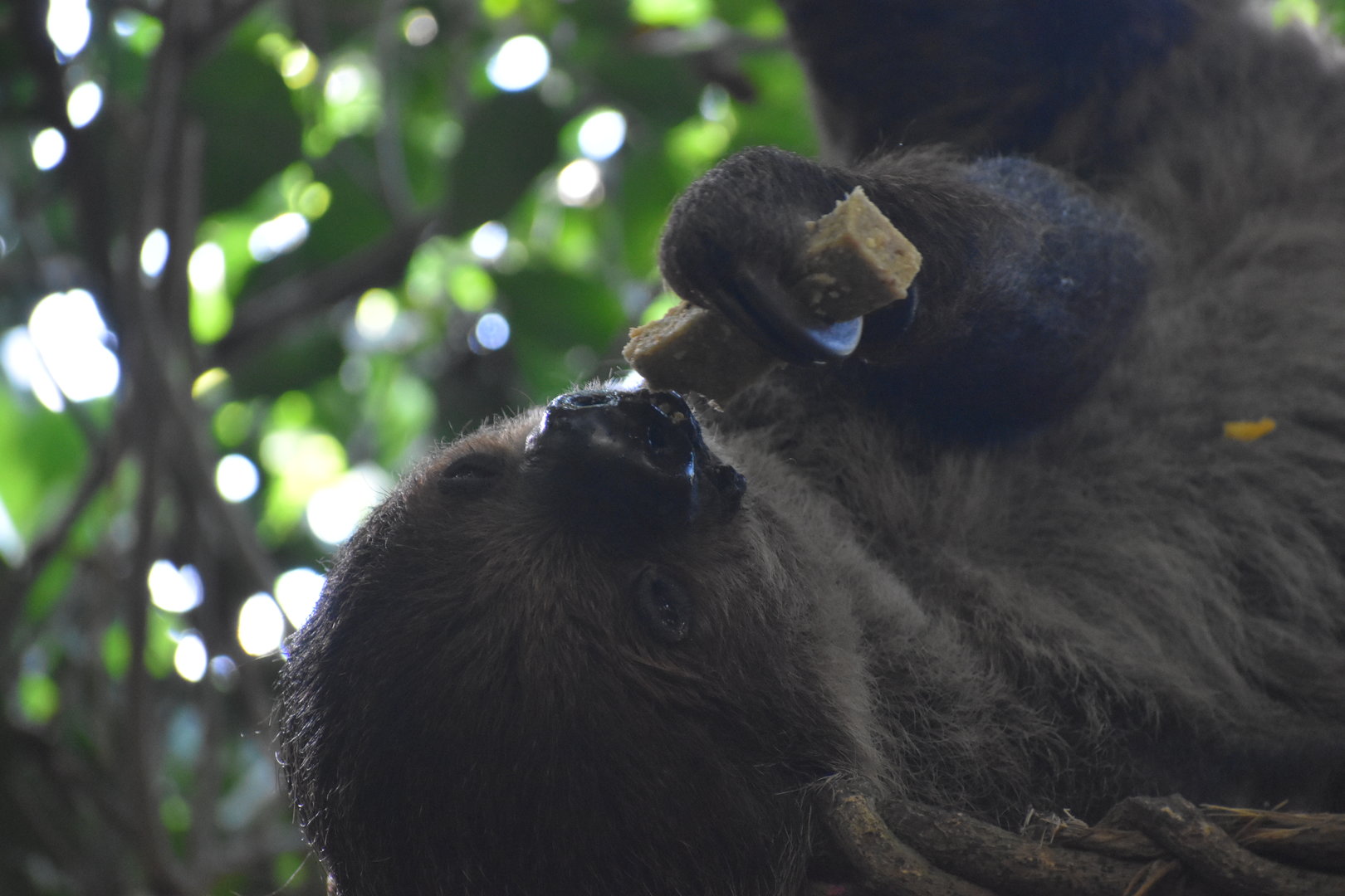 Linnaeus’ Two Toed Sloth