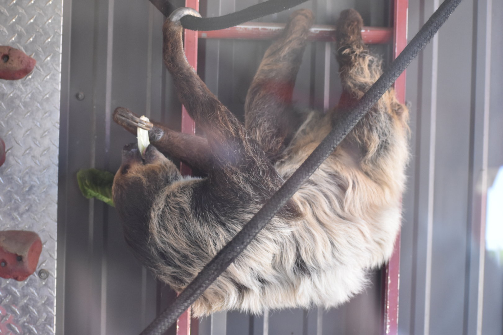 Linnaeus’ Two-Toed Sloth