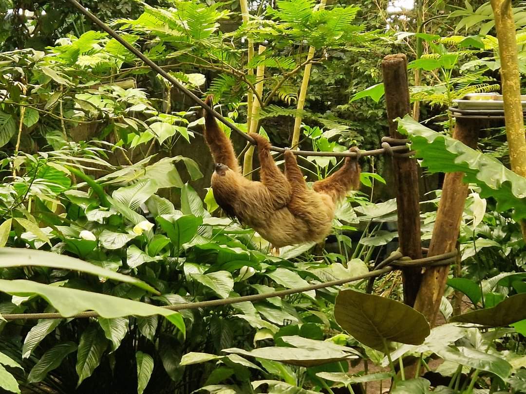 Linnaeus Two-toed Sloth