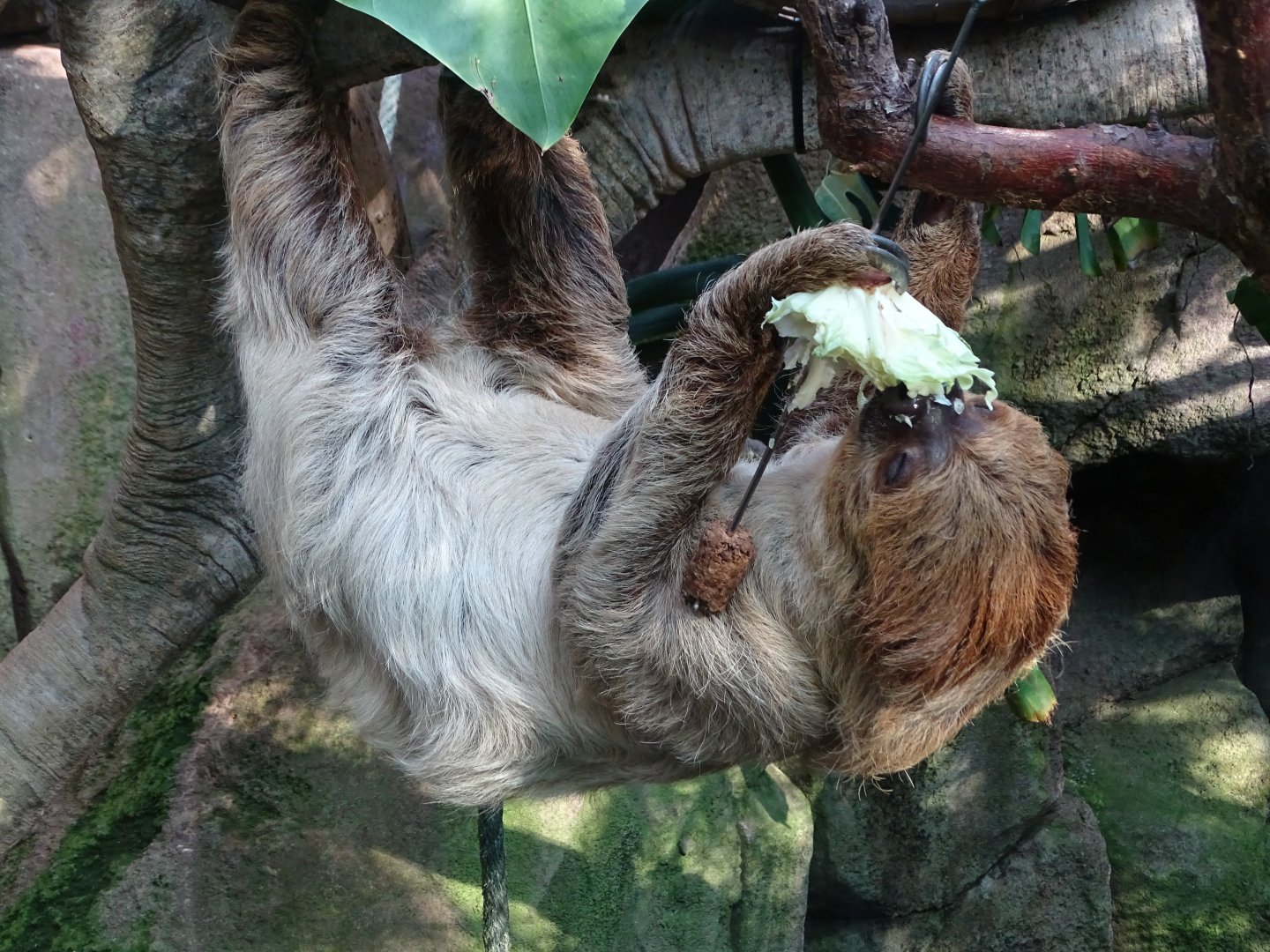 Linnaeus' two-toed sloth