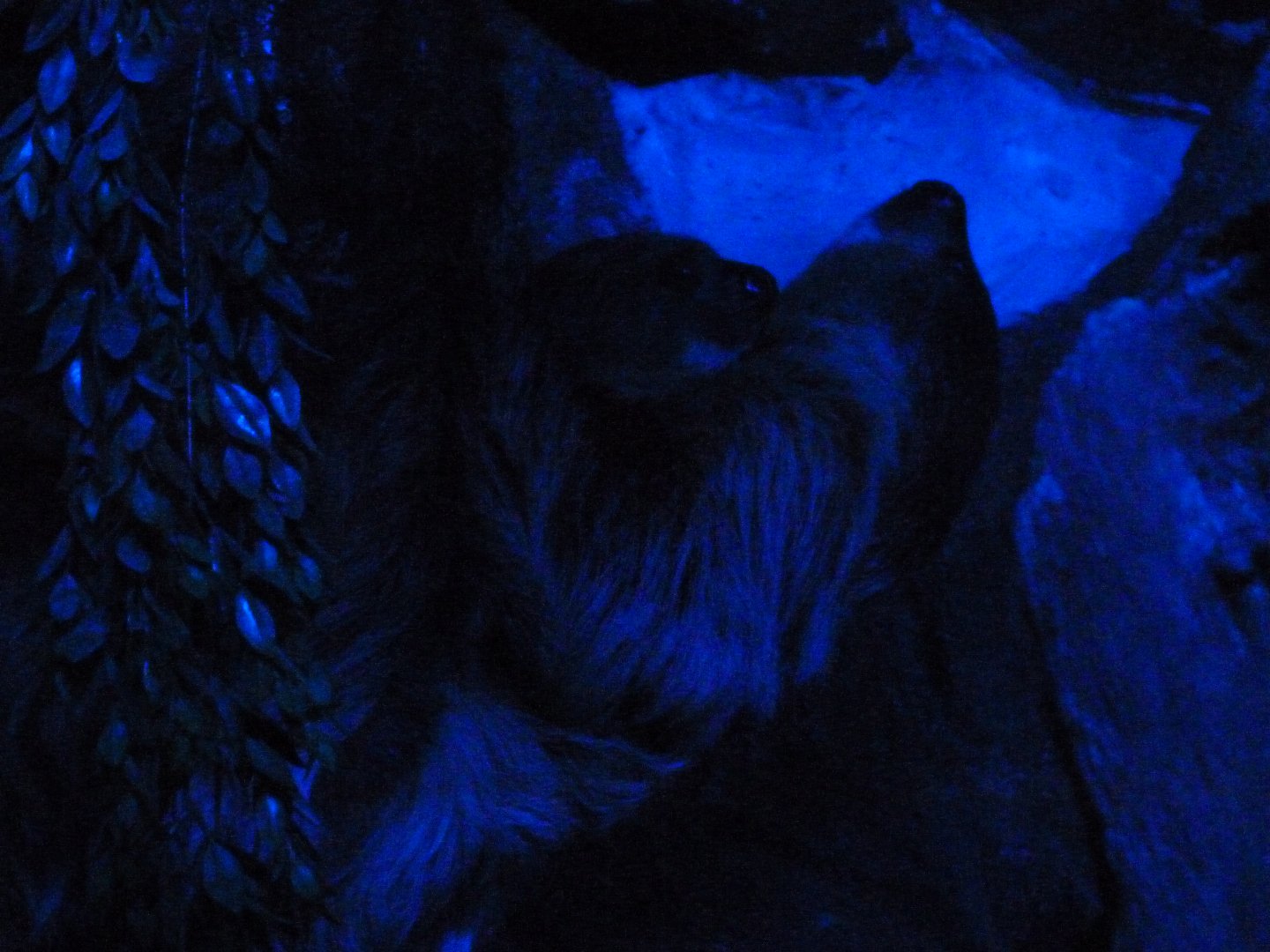 Linnaeus’ two-toed sloths -Faunia (2025)