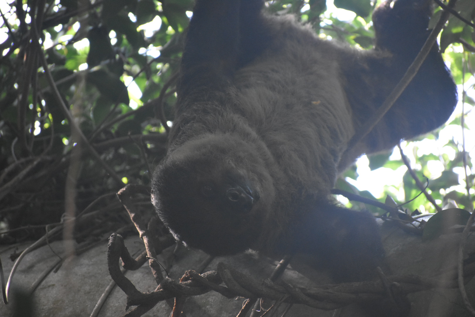 Linnaeus’ Two Toed Sloth’s