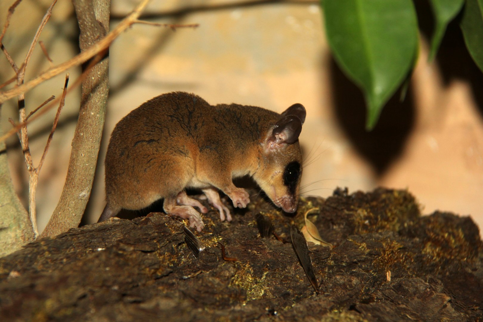 Linnaeus's mouse opossum (Marmosa murina)
