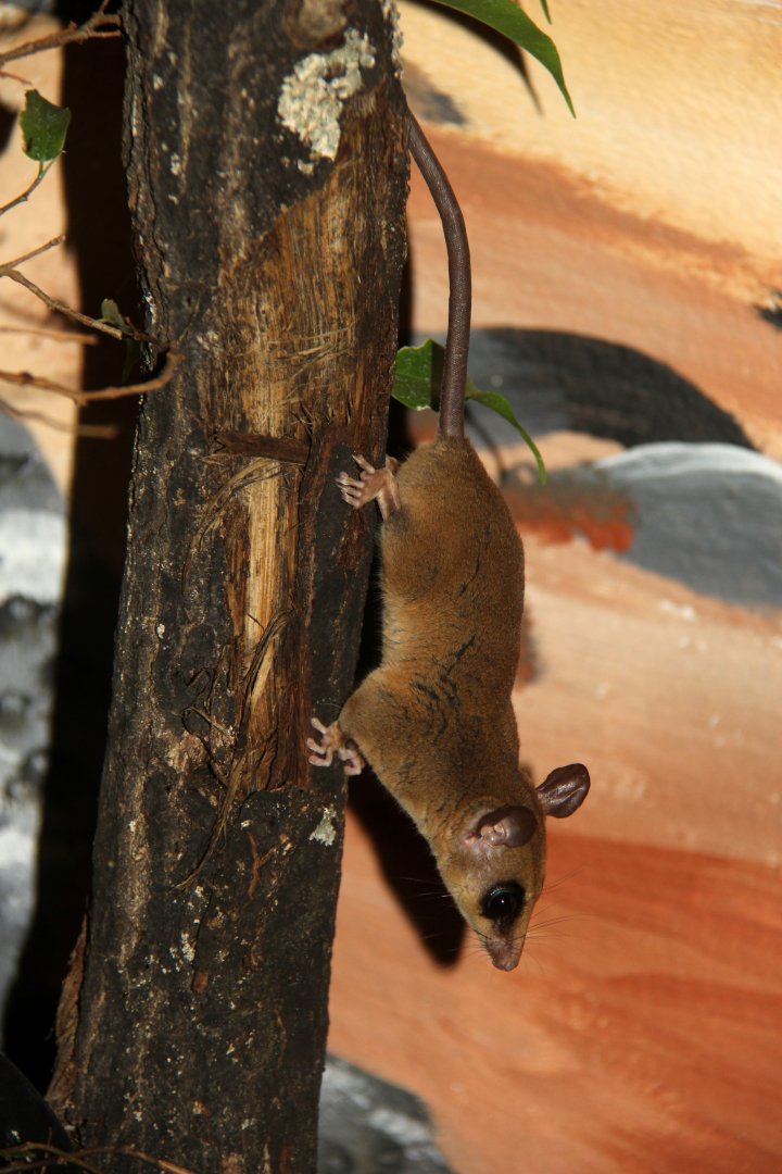 Linnaeus's mouse opossum (Marmosa murina)
