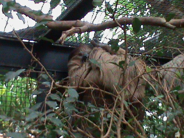 Linnaeus's  two-toed sloth 061110