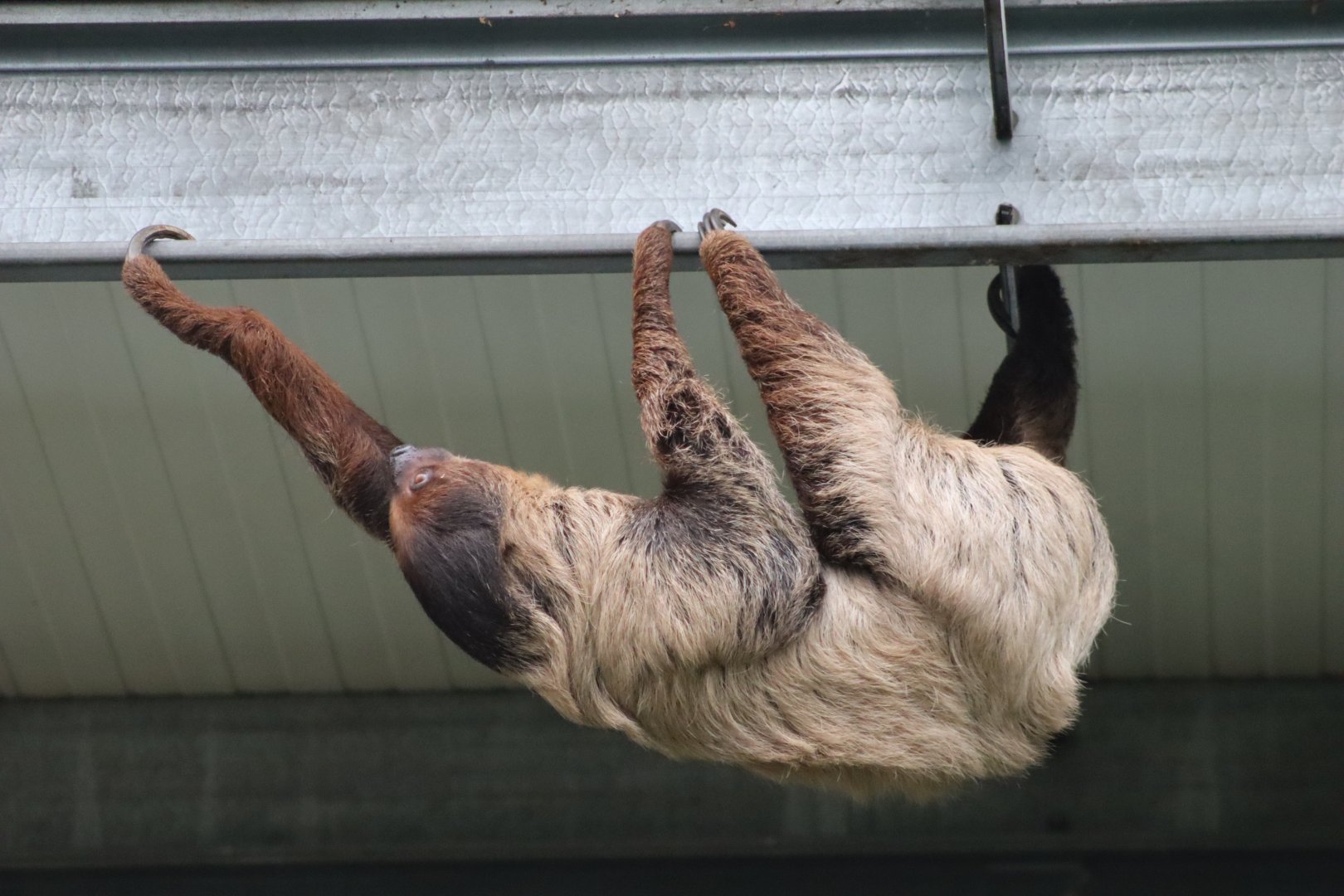 Linnaeus's Two-toed Sloth - 7 September 2020