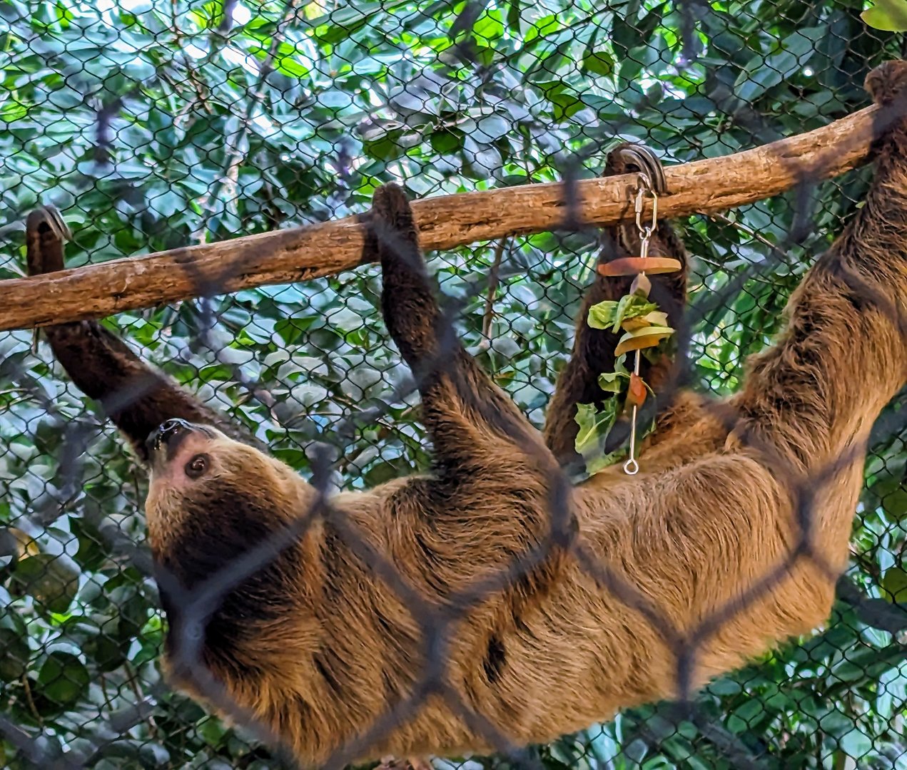 Linnaeus's Two-toed Sloth - 8th 2023