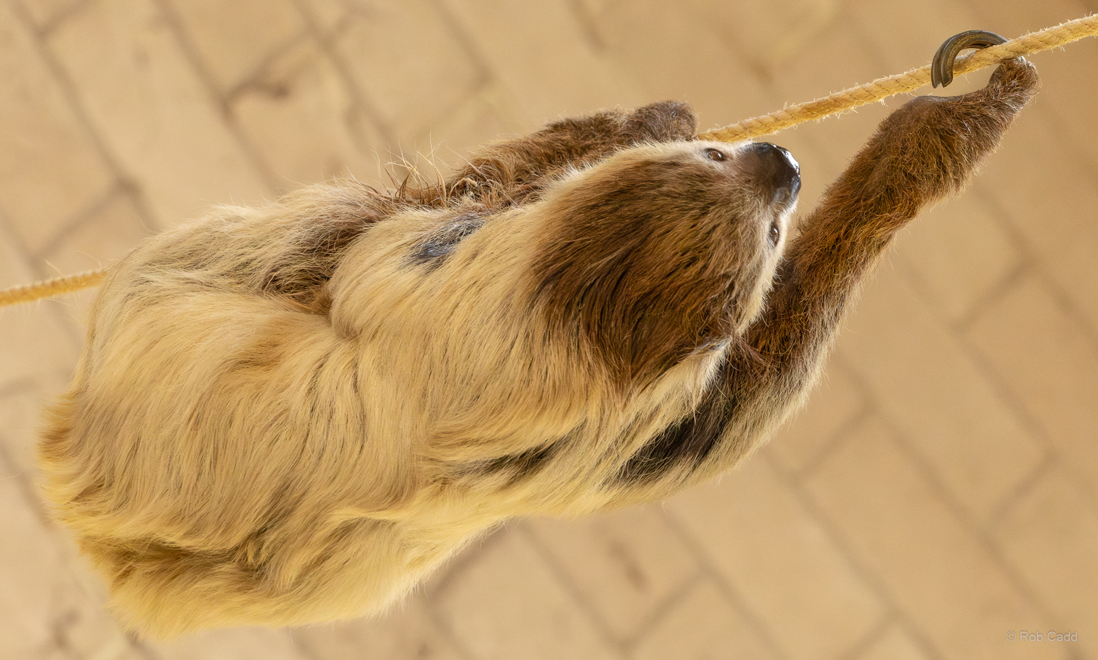 Linnaeus's two-toed sloth : Chester Zoo : 24 Jun 2024
