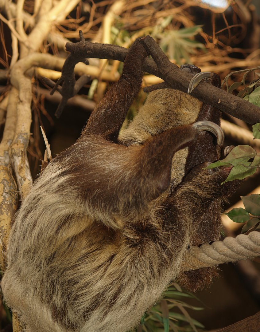 Linnaeus's two-toed sloth (Choloepus didactylus), 2007-04-01