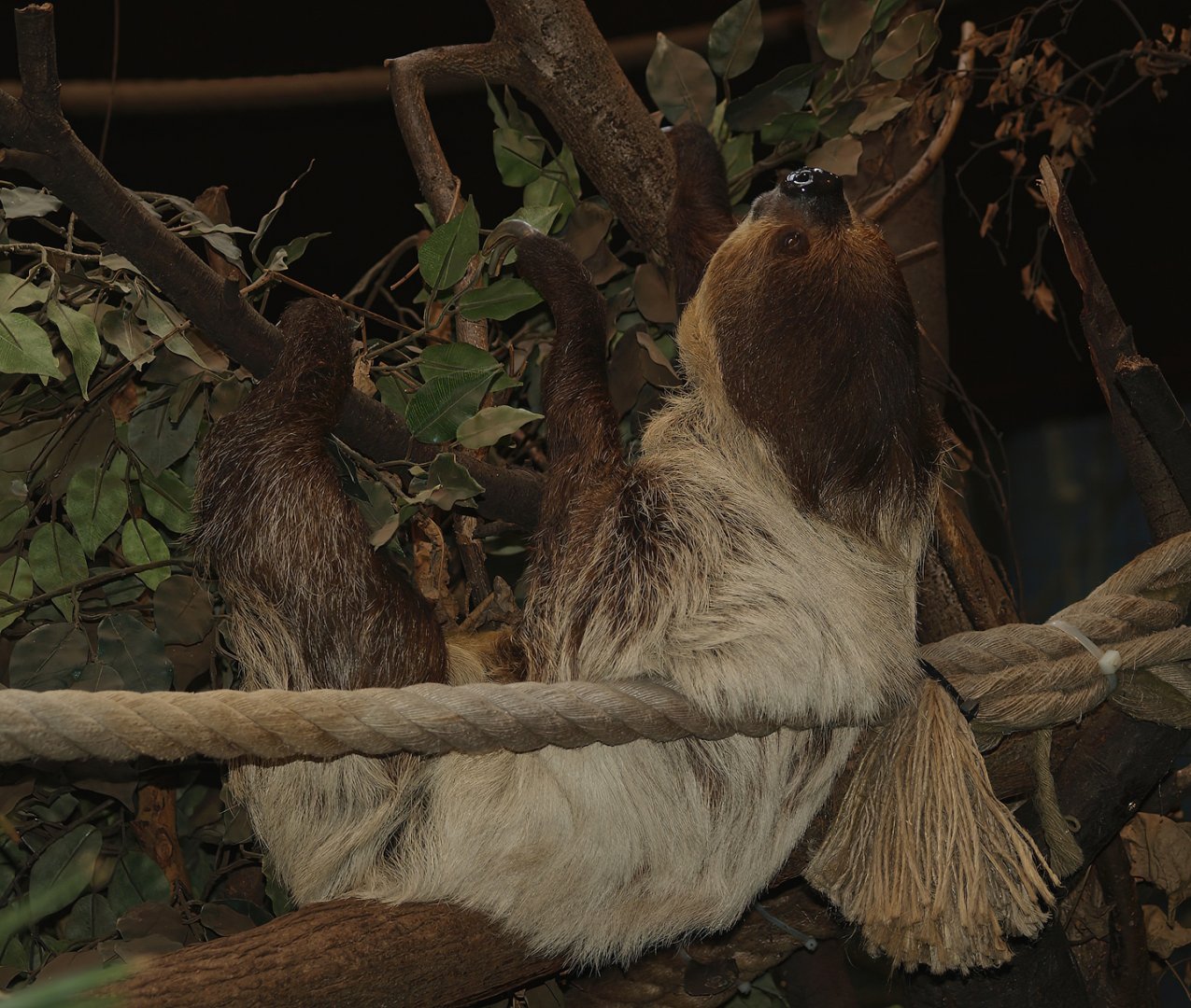 Linnaeus's two-toed sloth (Choloepus didactylus), 2007-04-01
