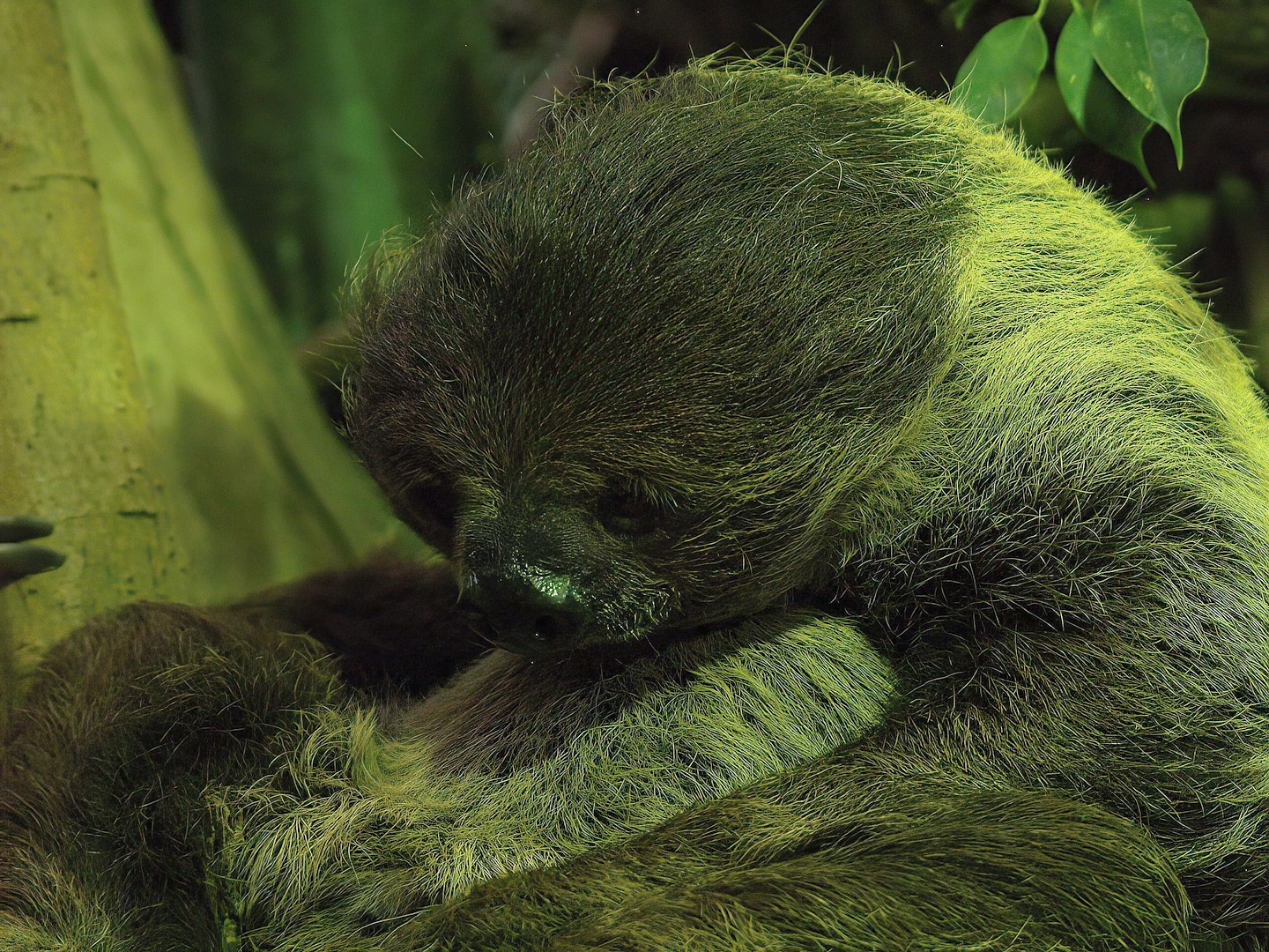 Linnaeus's two-toed sloth (Choloepus didactylus), 2008-08-06