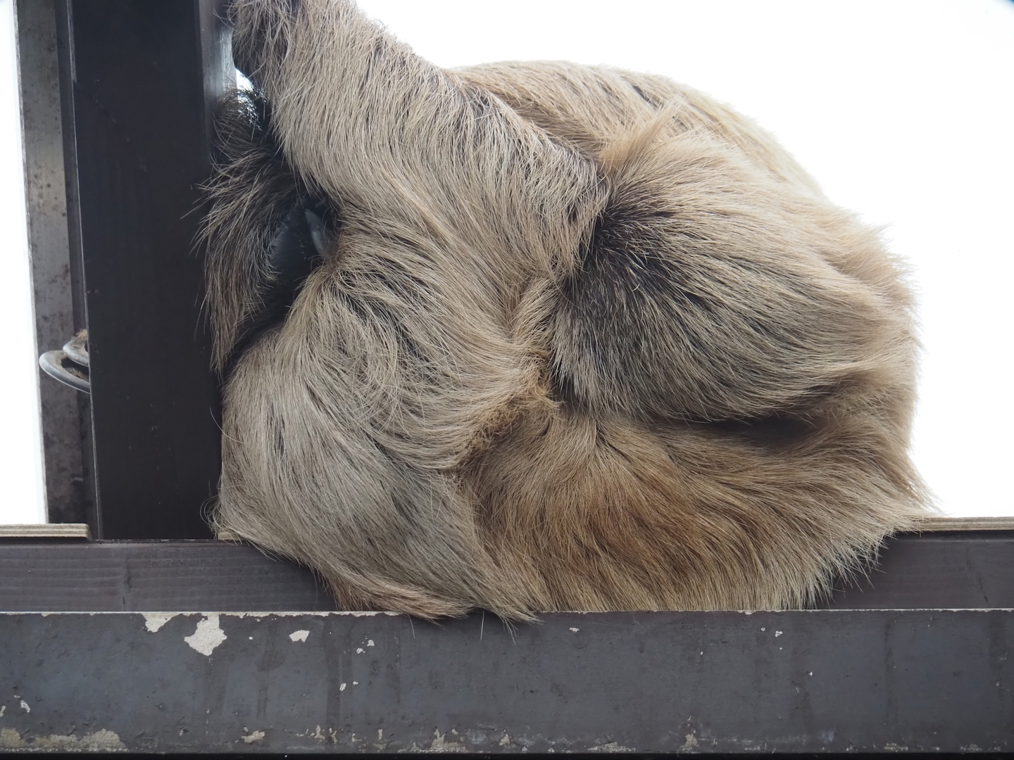 Linnaeus's two-toed sloth (Choloepus didactylus), 2024-05-22