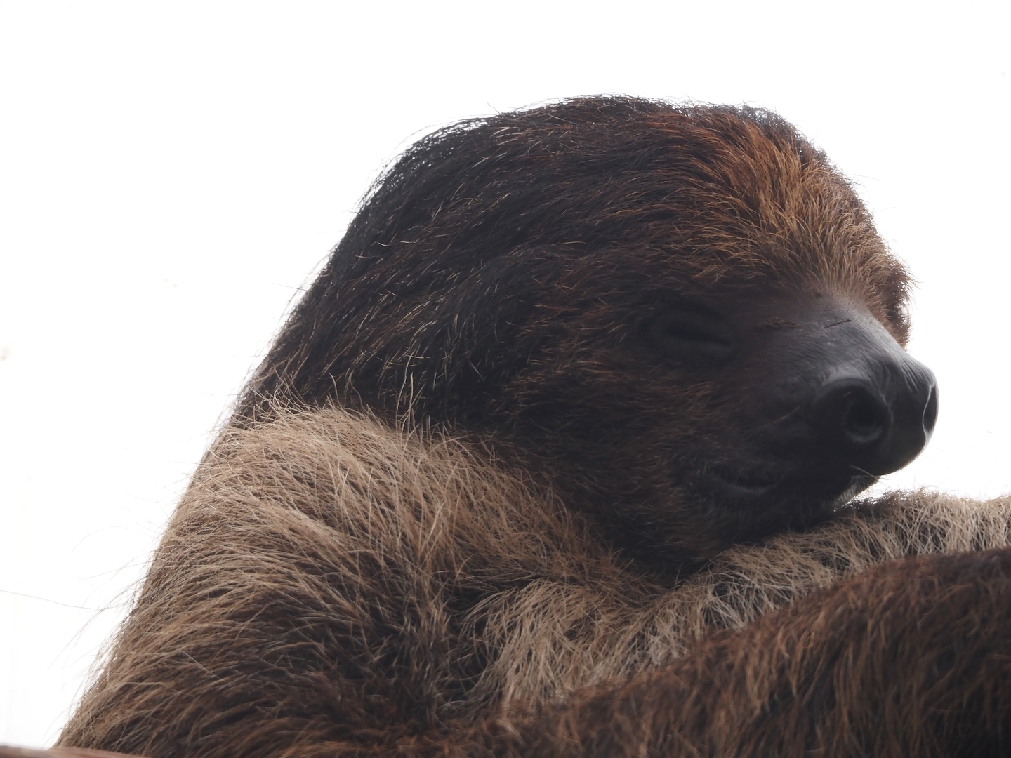 Linnaeus's two-toed sloth (Choloepus didactylus), 2024-05-22