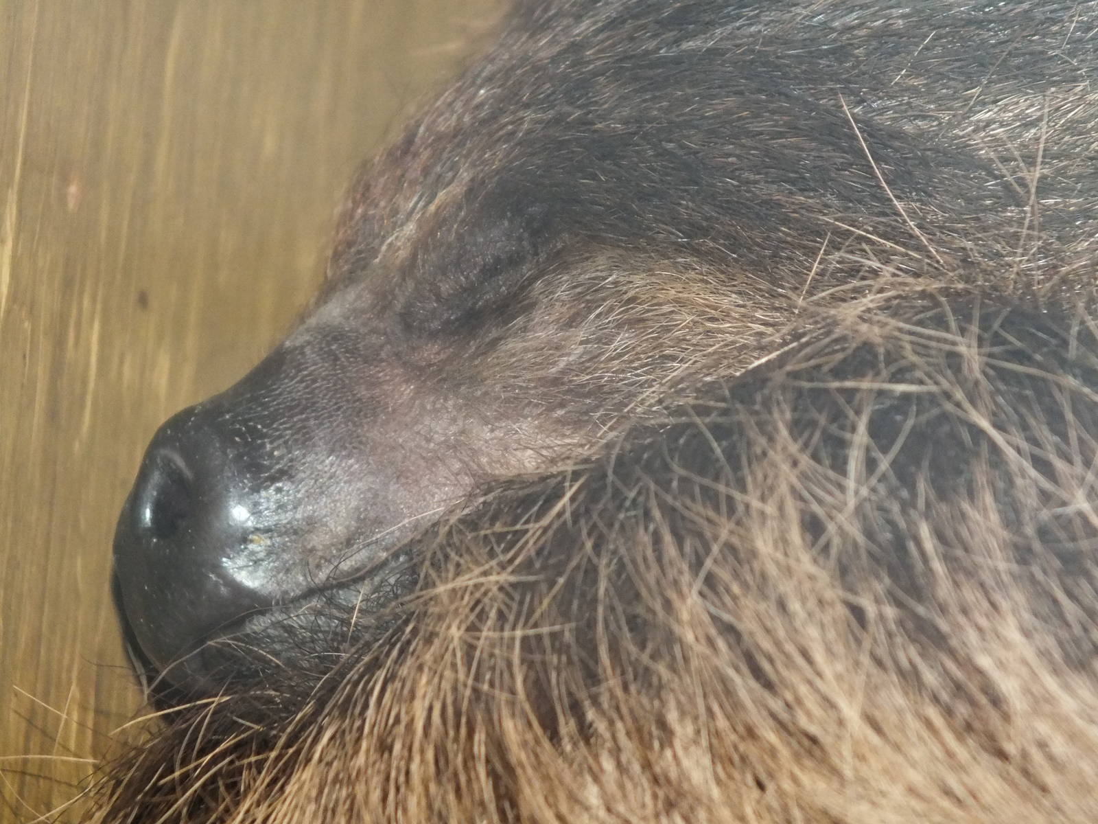 Linnaeus's two-toed sloth (Choloepus didactylus) at South Lakes Wild Animal