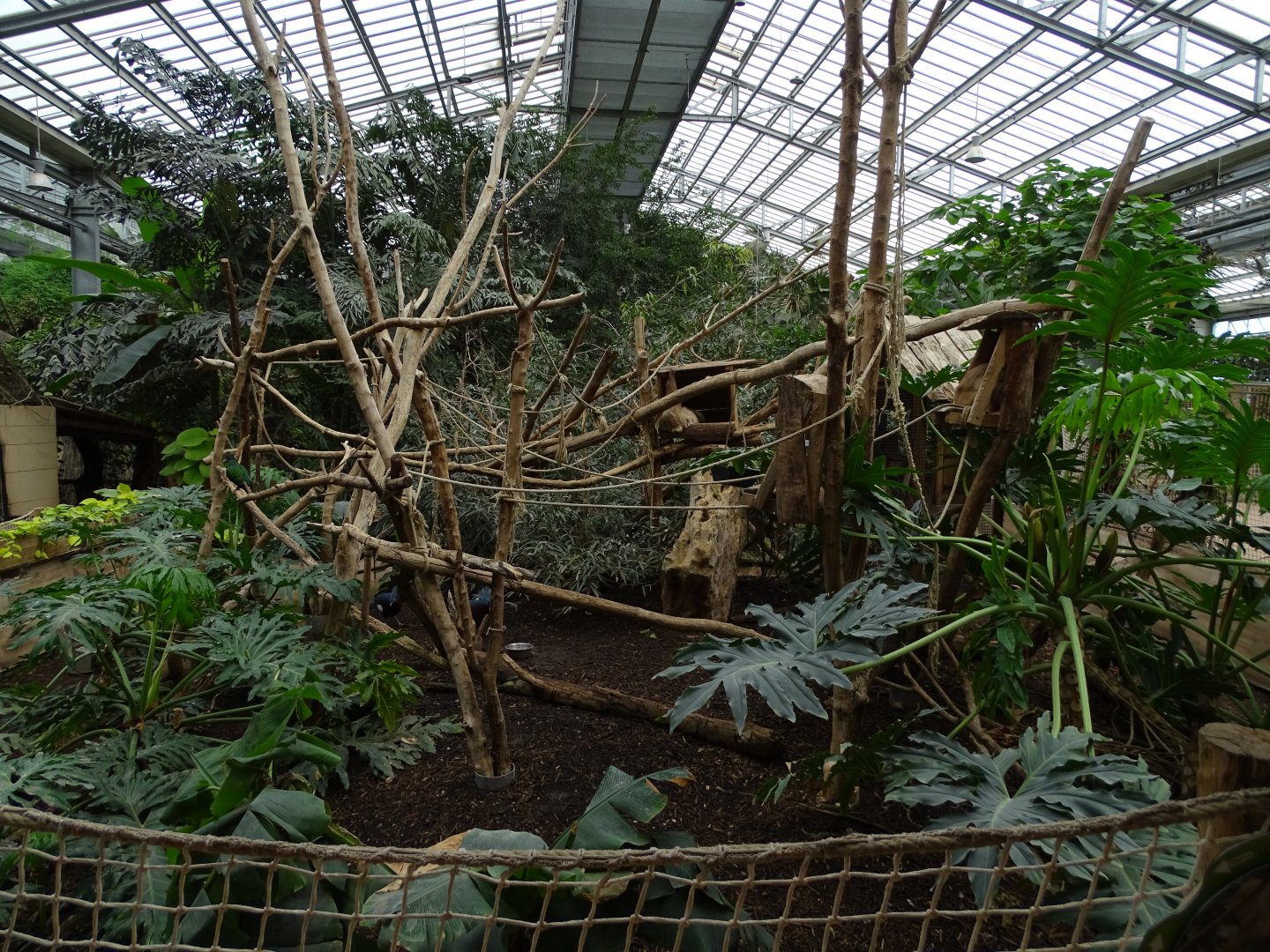 Linnaeus's two-toed sloth (Choloepus didactylus) exhibit