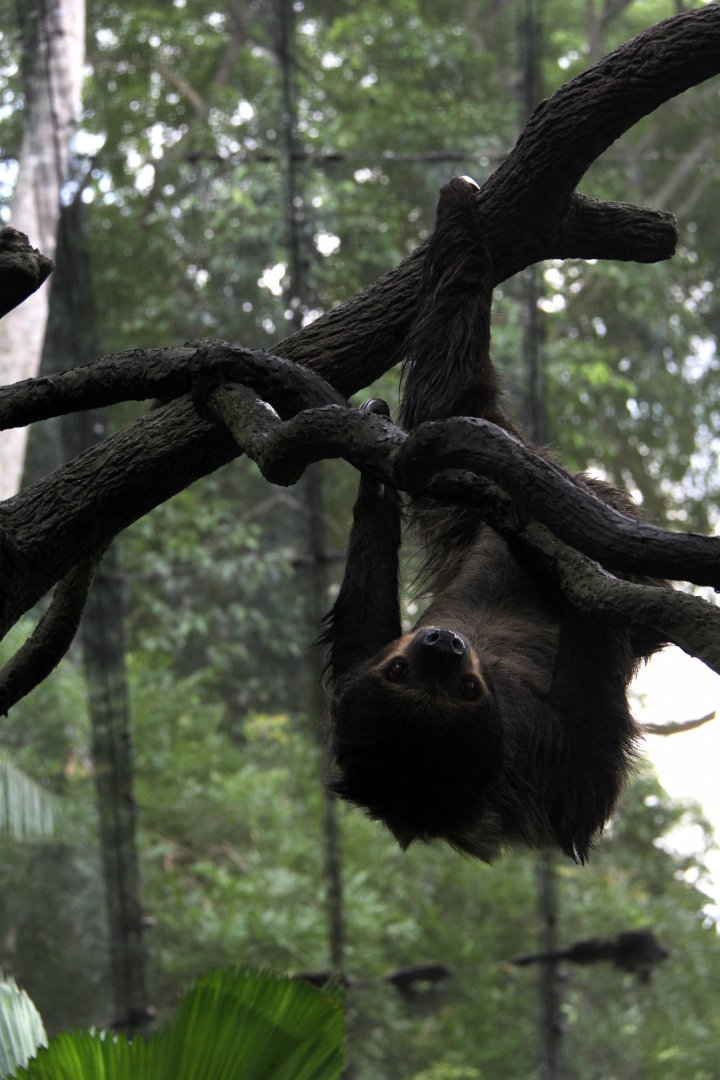 Linnaeus's two-toed sloth (Choloepus didactylus)