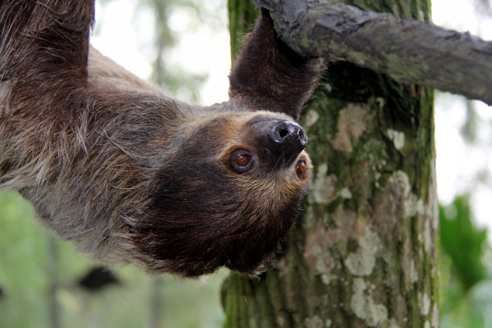 Linnaeus's two-toed sloth (Choloepus didactylus)
