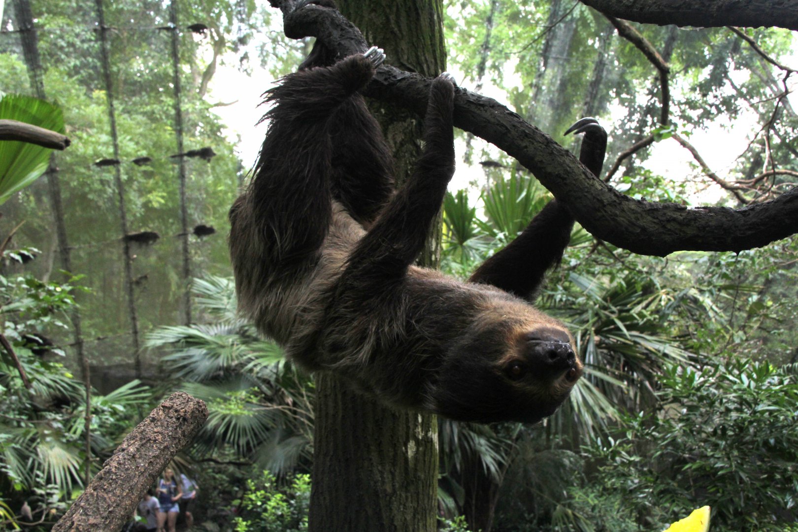 Linnaeus's two-toed sloth (Choloepus didactylus)