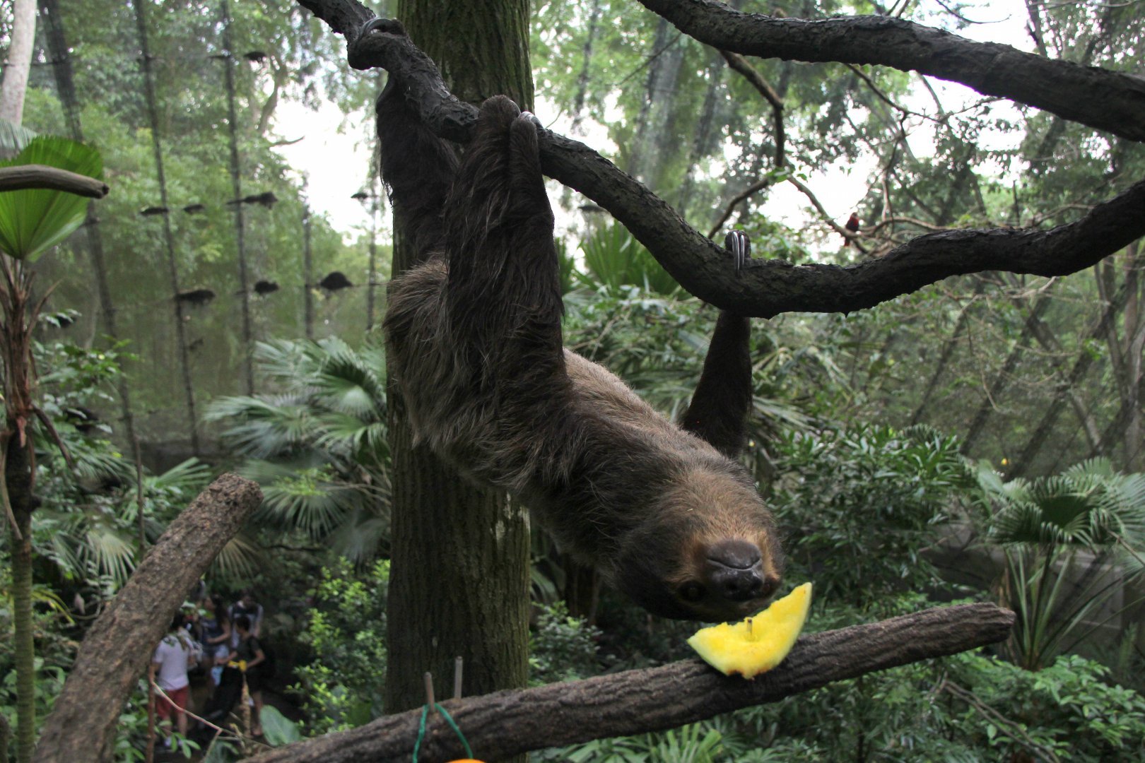Linnaeus's two-toed sloth (Choloepus didactylus)