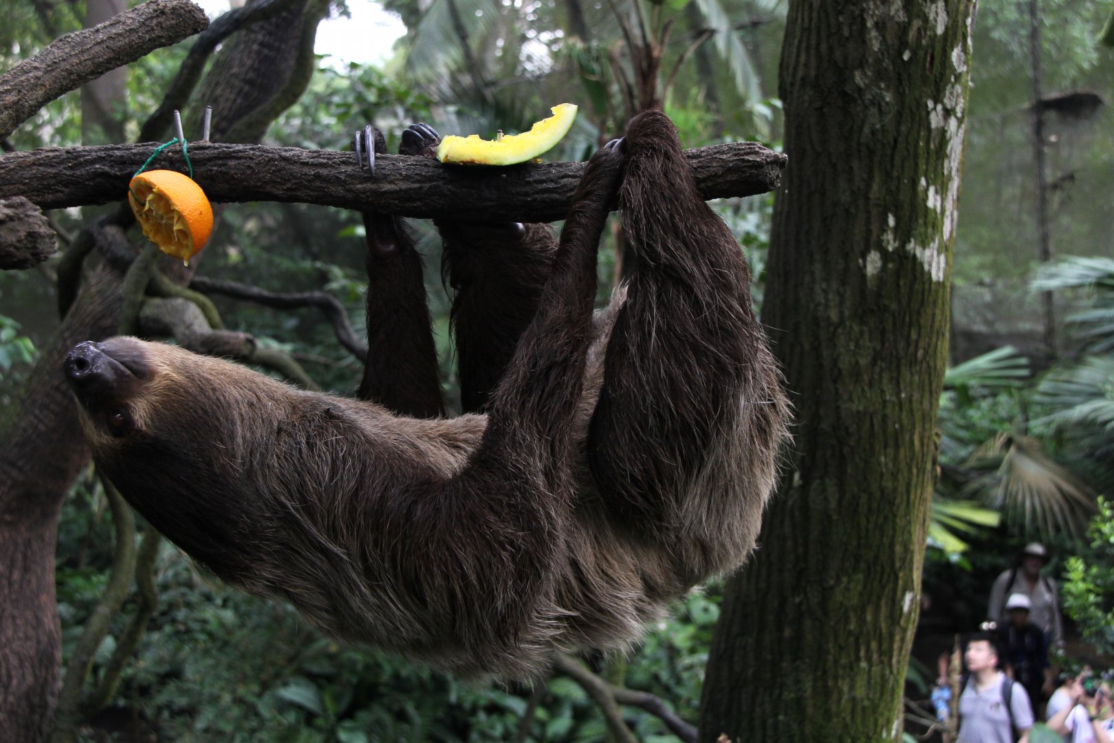 Linnaeus's two-toed sloth (Choloepus didactylus)