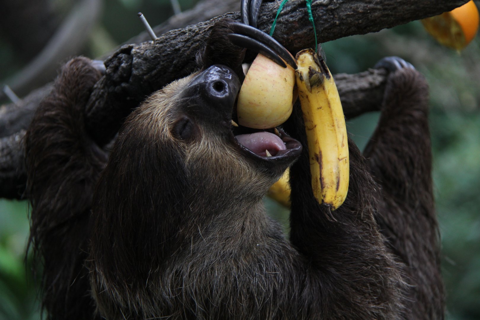 Linnaeus's two-toed sloth (Choloepus didactylus)