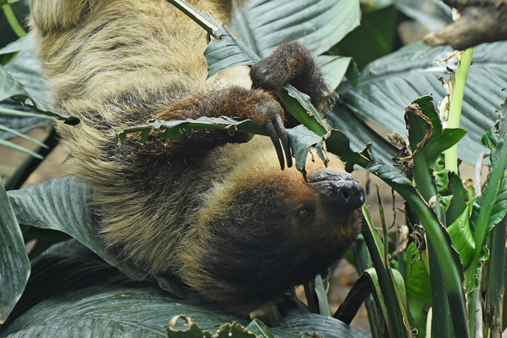 Linnaeus's two-toed sloth (Choloepus didactylus)