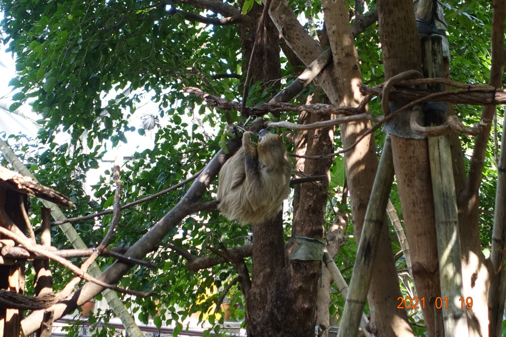 Linnaeus's Two-toed Sloth (Choloepus didactylus)