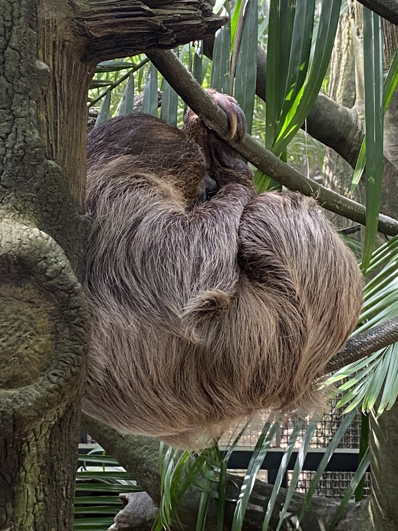 Linnaeus’s two-toed sloth (Choloepus didactylus)