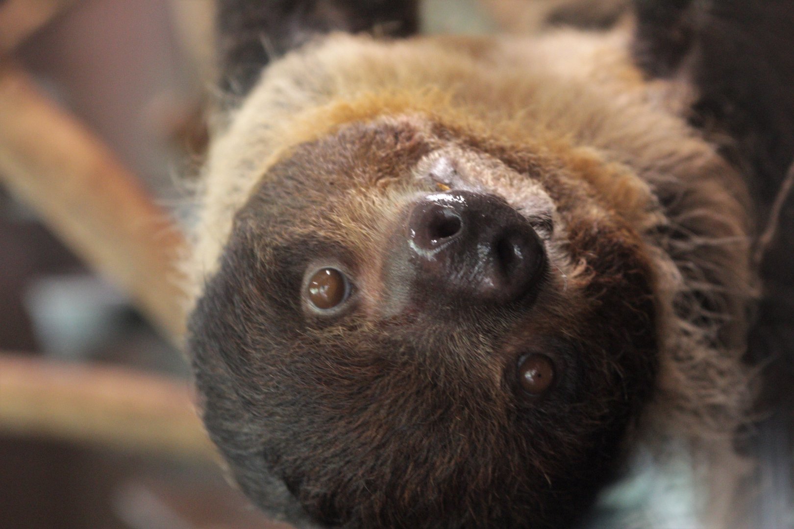 Linnaeus's two-toed sloth (Choloepus didactylus)