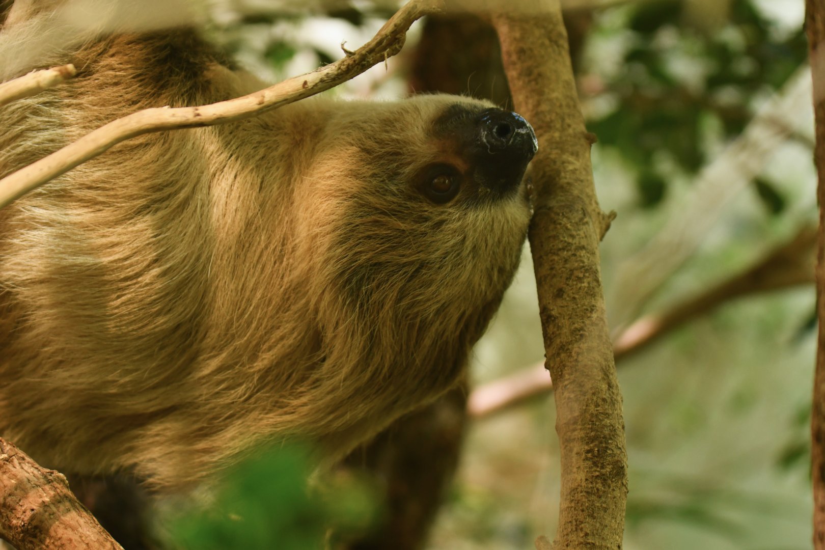 Linnaeus's two-toed sloth (Choloepus didactylus)