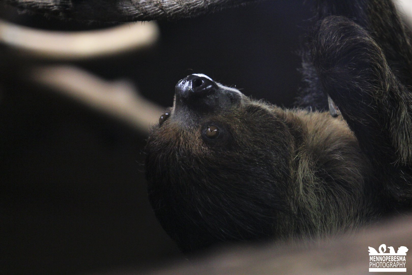 Linnaeus's two-toed sloth (Choloepus didactylus)