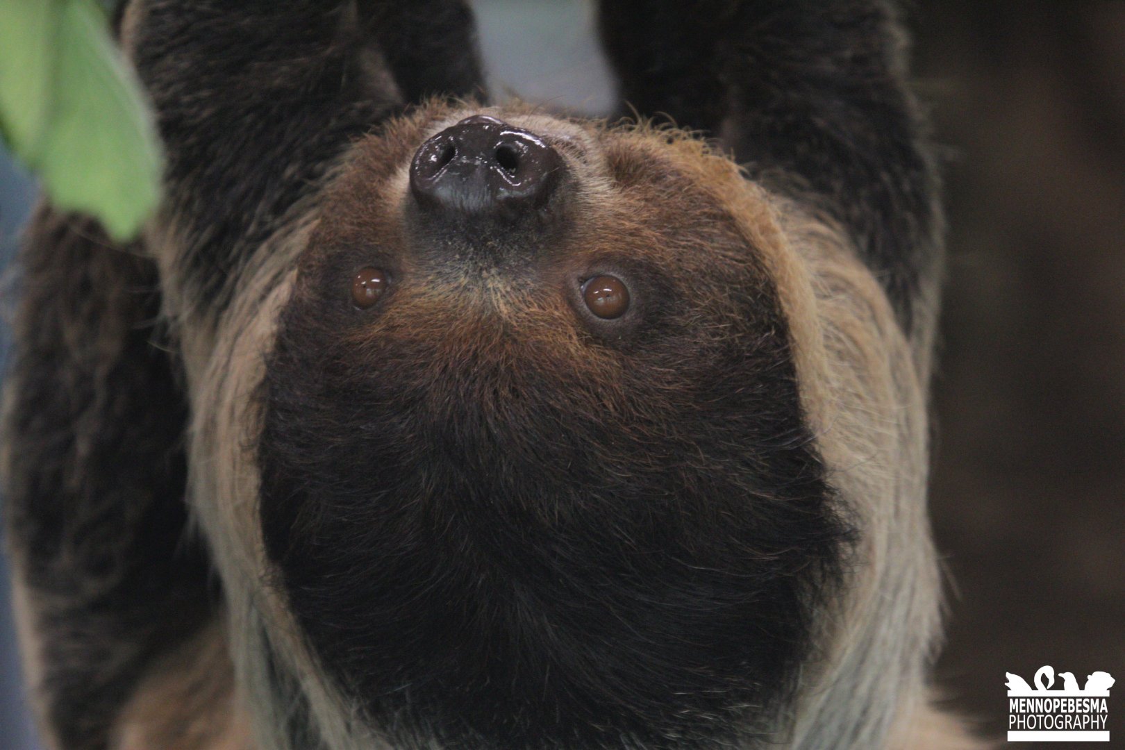 Linnaeus's two-toed sloth (Choloepus didactylus)