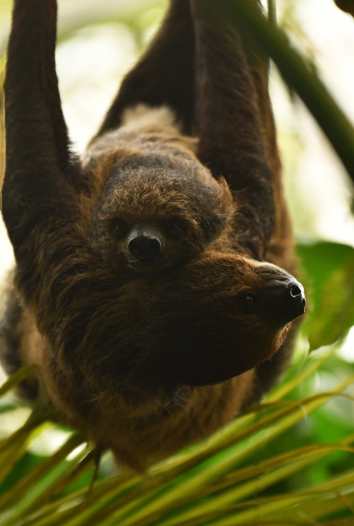 Linnaeus's two-toed sloth (Choloepus didactylus)