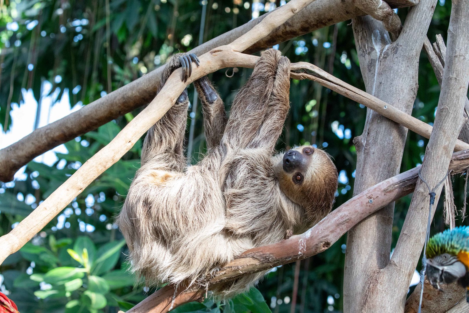 Linnaeus's two-toed sloth (Choloepus didactylus)