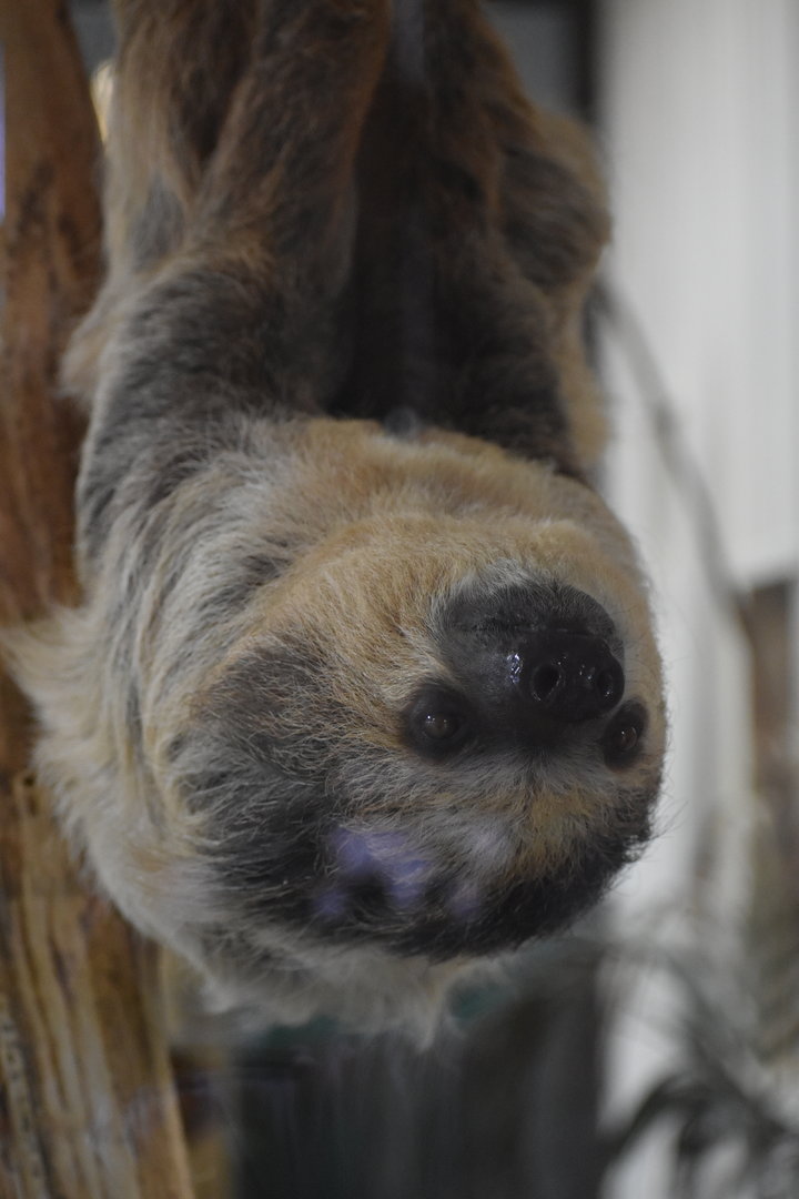Linnaeus's two-toed sloth - Choloepus didactylus