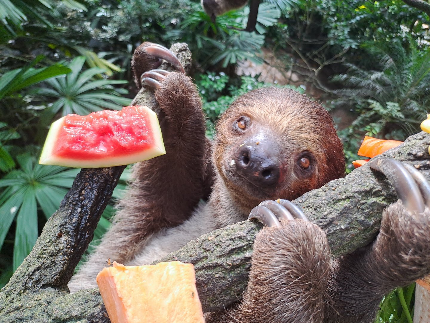 Linnaeus's Two-toed Sloth(Choloepus didactylus)