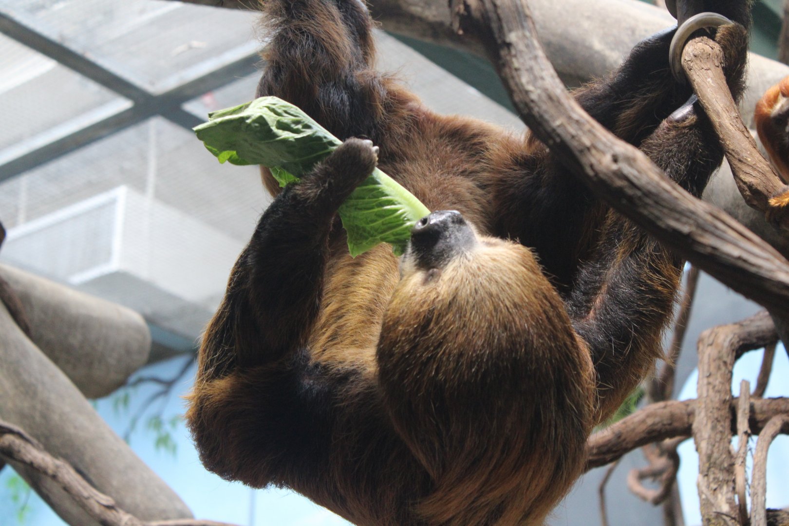 Linnaeus’s Two-Toed Sloth (Choloepus didactylus)