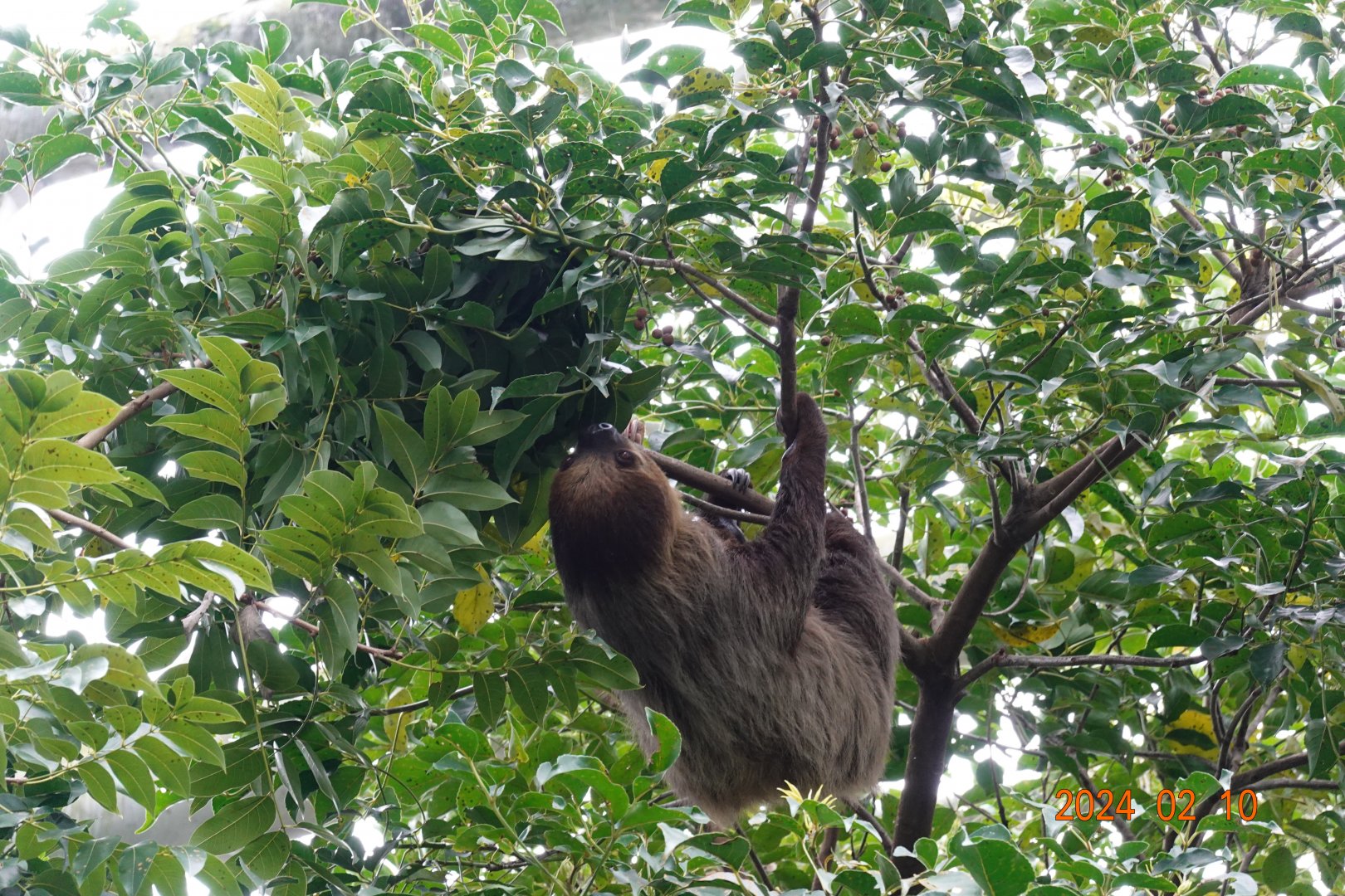 Linnaeus's Two-toed Sloth (Choloepus didactylus)