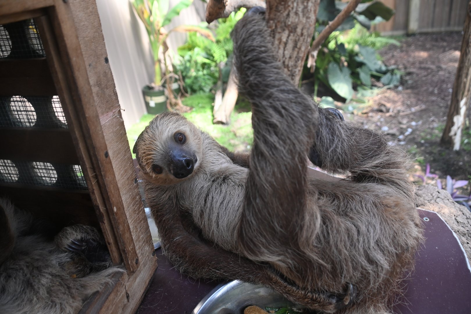 Linnaeus's two-toed sloth (Choloepus didactylus)